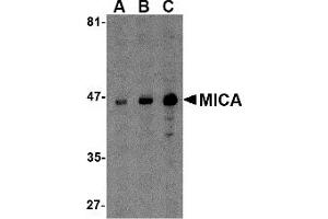 Western Blotting (WB) image for anti-MHC Class I Polypeptide-Related Sequence A (MICA) (C-Term) antibody (ABIN1030519) (MICA antibody  (C-Term))