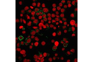 Immunofluorescence (IF) image for anti-Platelet/endothelial Cell Adhesion Molecule (PECAM1) (AA 625-738) antibody (ABIN6940284)