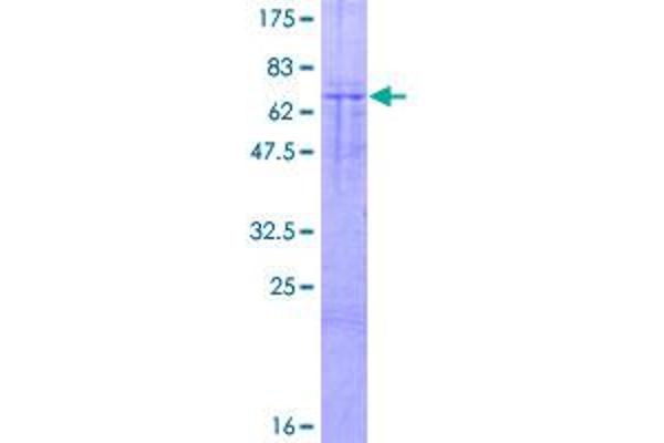 PIK3AP1 Protein (AA 1-404) (GST tag)