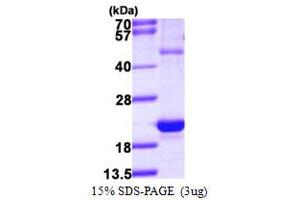 SDS-PAGE (SDS) image for Heat Shock 27kDa Protein 3 (HSPB3) (AA 1-150) protein (His tag) (ABIN667550) (HSPB3 Protein (AA 1-150) (His tag))