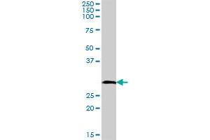 HLA-DRB1 MaxPab polyclonal antibody. (HLA-DRB1 antibody  (AA 1-266))