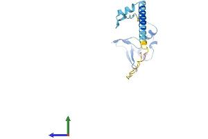 AlphaFold protein structure predicition of Mouse Recombinant Rpl24 Protein, UniprotID Q8BP67