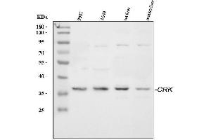 Western blot analysis of Crk p38 using anti-Crk p38 antibody (ABIN3042758). (Crk antibody  (AA 2-246))
