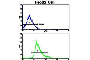 Flow cytometric analysis of HepG2 cells using Creatine Kinase MB (CKM) Antibody (bottom histogram) compared to a negative control cell (top histogram). (CKM antibody  (C-Term))