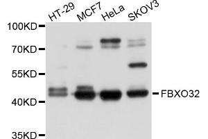 Western blot analysis of extracts of various cell lines, using FBXO32 antibody (ABIN5971639) at 1/1000 dilution.