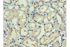 Immunohistochemistry of paraffin-embedded human kidney tissue using ABIN7166165 at dilution of 1:100 (SSX5 antibody  (AA 1-229))