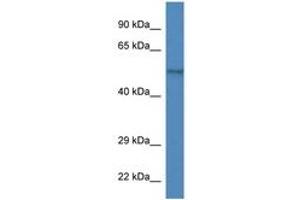 Image no. 1 for anti-Zinc Finger Protein 161 Homolog (ZFP161) (AA 160-209) antibody (ABIN6746061) (ZBTB14/ZFP161 antibody  (AA 160-209))