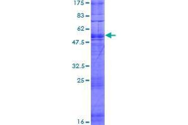 TAAR1 Protein (AA 1-339) (GST tag)