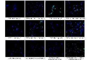 Immunofluorescence staining of 293F cells and 293F transfected cells with Company A, Company B, Company C, Company D, Company E, ABIN7193151 at 1:100, counter-stained with DAPI.