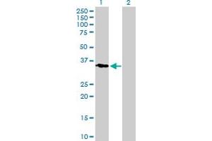 Western Blot analysis of KLK11 expression in transfected 293T cell line by KLK11 MaxPab polyclonal antibody. (Kallikrein 11 antibody  (AA 1-250))