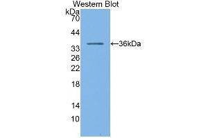 Western Blotting (WB) image for anti-Pepsinogen C (PGC) (AA 61-388) antibody (ABIN1172498) (PGC antibody  (AA 61-388))