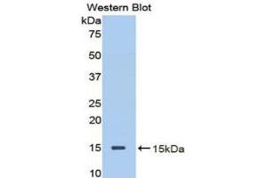 Western Blotting (WB) image for anti-Decorin (DCN) (AA 45-152) antibody (ABIN1858613) (Decorin antibody  (AA 45-152))