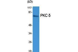 Western Blot (WB) analysis of specific cells using PKC delta Polyclonal Antibody. (PKC delta antibody  (Thr292))