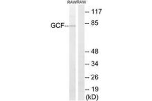 Western blot analysis of extracts from RAW264. (GCFC2 antibody  (AA 141-190))