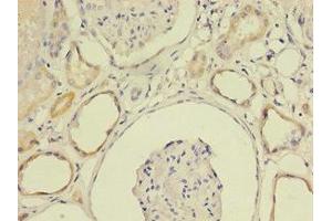Immunohistochemistry of paraffin-embedded human kidney tissue using ABIN7158626 at dilution of 1:100 (LY6E antibody  (AA 21-101))