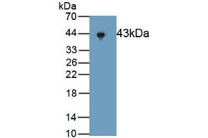 Detection of Recombinant ERK2, Human using Polyclonal Antibody to Extracellular Signal Regulated Kinase 2 (ERK2) (ERK2 antibody  (AA 25-360))