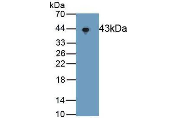 ERK2 antibody  (AA 25-360)