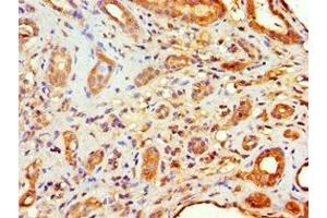 Immunohistochemistry of paraffin-embedded human kidney tissue using ABIN7152969 at dilution of 1:100 (Flotillin 2 antibody  (AA 239-428))