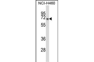 NPFFR2 Antibody (N-term) (ABIN657788 and ABIN2846762) western blot analysis in NCI- cell line lysates (35 μg/lane).
