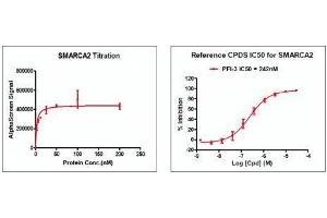 Screening Assay (ScA) image for SWI/SNF Related, Matrix Associated, Actin Dependent Regulator of Chromatin, Subfamily A, Member 2 (SMARCA2) (AA 1367-1511) protein (His tag,DYKDDDDK Tag) (ABIN2669697)