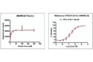 Recombinant SMARCA2 / BRM (1367-1511) activity using AlphaScreen. (SMARCA2 Protein (AA 1367-1511) (His tag,DYKDDDDK Tag))