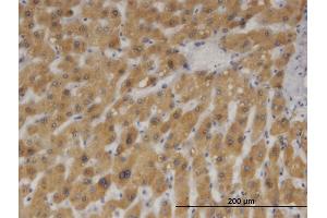 Immunostaining (ISt) image for anti-Cytochrome B5 Type A (Microsomal) (CYB5A) (AA 1-134) antibody (ABIN514806)