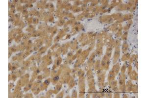 Immunoperoxidase of monoclonal antibody to CYB5A on formalin-fixed paraffin-embedded human liver. (CYB5A antibody  (AA 1-134))