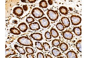 ABIN7093238 and ABIN7097250 at 1/100 staining Rat stomach tissue by IHC-P.