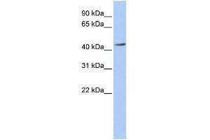 ACAA1 antibody used at 1 ug/ml to detect target protein. (ACAA1 antibody)