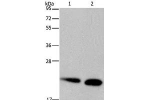 Western Blot analysis of Mouse heart and kidney tissue using NDUFS4 Polyclonal Antibody at dilution of 1:200 (NDUFS4 antibody)