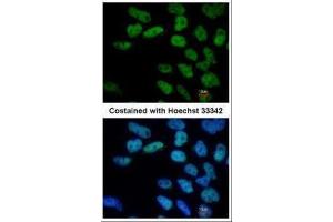 ICC/IF Image Immunofluorescence analysis of paraformaldehyde-fixed Human ESC, using Oct4, antibody at 1:400 dilution.