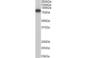 ABIN184680 (0. (ELMO1 antibody  (C-Term))