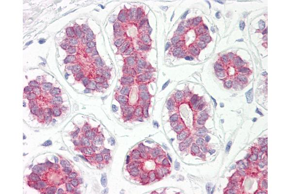 CYP2B6 antibody  (AA 215-264)