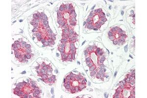 Anti-CYP2B6 antibody IHC of human breast. (CYP2B6 antibody  (AA 215-264))