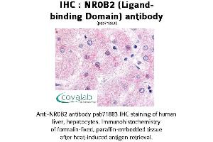 Image no. 1 for anti-Nuclear Receptor Subfamily 0, Group B, Member 2 (NR0B2) antibody (ABIN1737494) (NR0B2 antibody)