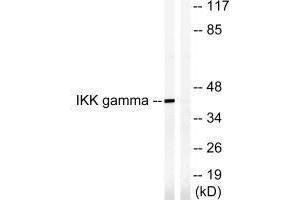 Western Blotting (WB) image for anti-Inhibitor of kappa Light Polypeptide Gene Enhancer in B-Cells, Kinase gamma (IKBKG) (Ser85) antibody (ABIN7180028)