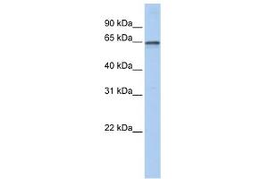 AHCYL1 antibody used at 1 ug/ml to detect target protein. (AHCYL1 antibody  (N-Term))