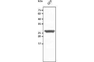 Western Blotting (WB) image for anti-Green Fluorescent Protein (GFP) antibody (ABIN7273023) (GFP antibody)