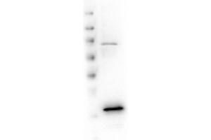Western Blot of Rabbit anti-VDAC/Porin antibody. (VDAC1 antibody  (Internal Region))