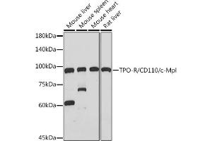 Western blot analysis of extracts of various cell lines, using TPO-R/CD110/c-Mpl Rabbit mAb (ABIN7268727) at 1:1000 dilution. (MPL antibody)