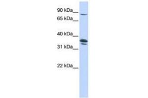 Image no. 1 for anti-Solute Carrier Organic Anion Transporter Family, Member 3A1 (SLCO3A1) (AA 360-409) antibody (ABIN6740849) (Solute Carrier Organic Anion Transporter Family, Member 3A1 (SLCO3A1) (AA 360-409) antibody)