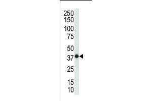 Western blot analysis of anti-P38gamma C-term Pab (ABIN391734 and ABIN2841616) in mouse muscle tissue lysate. (MAPK12 antibody  (C-Term))