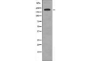 Western blot analysis of extracts from HeLa cells, using Collagen V α1 antibody.