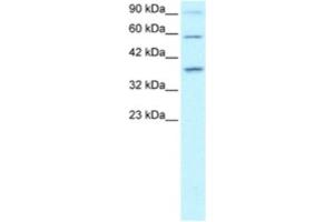 Western Blotting (WB) image for anti-PRKC, Apoptosis, WT1, Regulator (PAWR) antibody (ABIN2460368) (PAWR antibody)