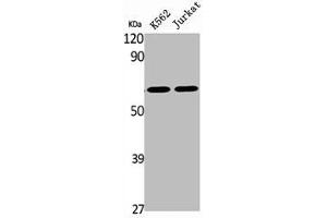 Western Blot analysis of K562 Jurkat cells using BOCT Polyclonal Antibody