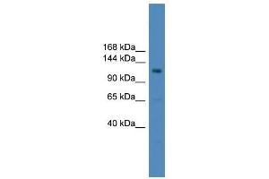USP38 antibody used at 0.