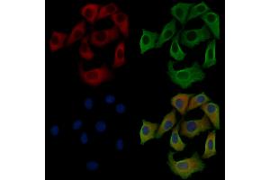 ABIN6258935 and ABIN6275451 staining Hela cells by IF/ICC.