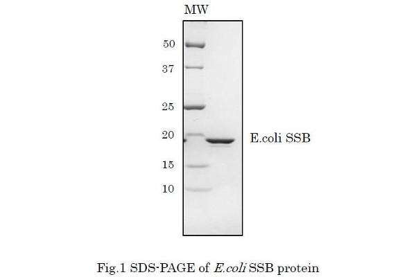 SSB 蛋白