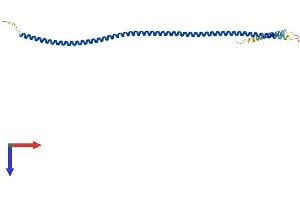 Coiled-Coil Domain Containing 152 (CCDC152) (AA 1-254) protein (His tag)