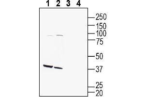 Western blot analysis of mouse brain lysate (lanes 1 and 3) and rat brain lysate (lanes 2 and 4):1-2. (GPR142 antibody  (Extracellular))